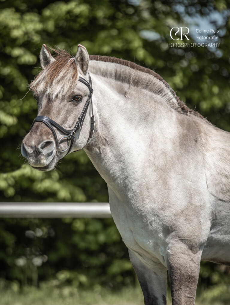 Schuli reitverein söldan