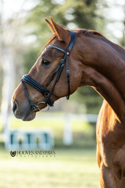 Rv fredenbeck ponys (10)