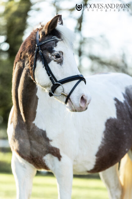 Rv fredenbeck ponys (2)