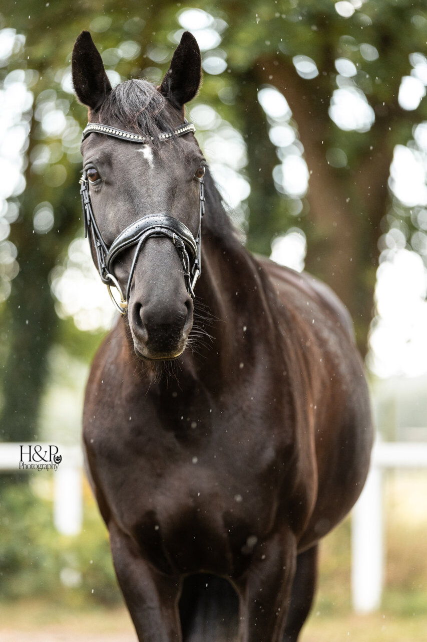 Schulis fredenbeck kerstin