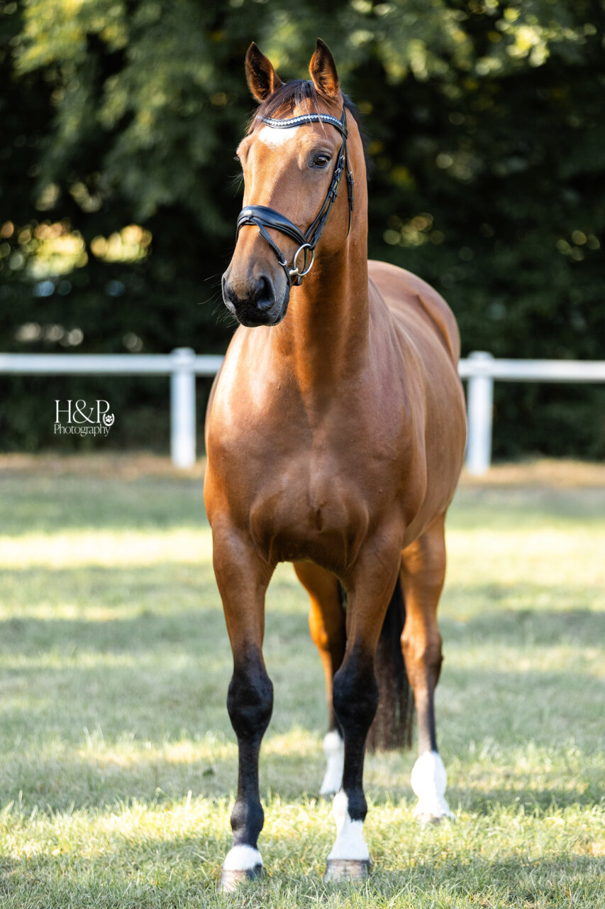 Schulis fredenbeck berti